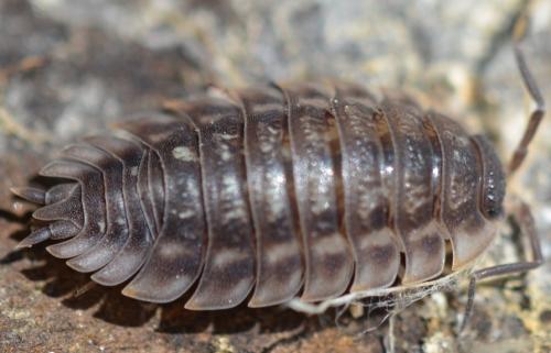 Réf. 301 821 : Oniscus asellus